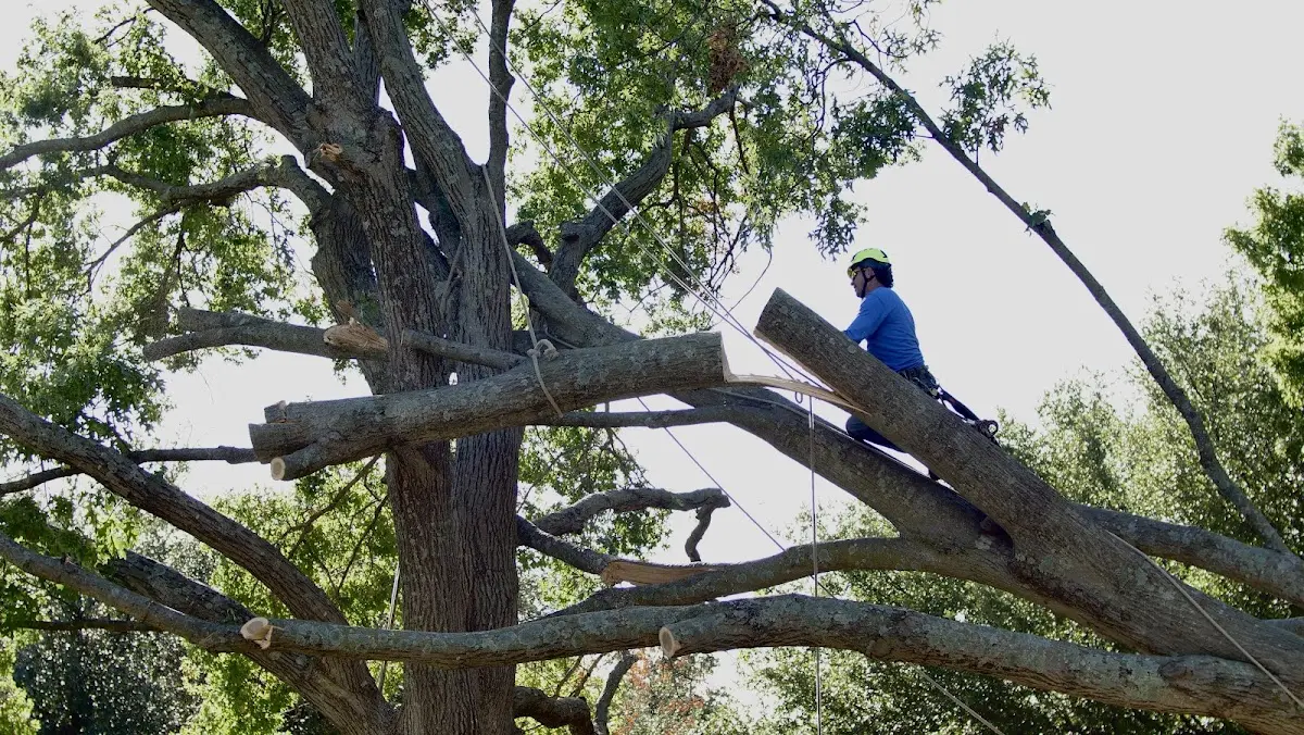 Professional Crown Thinning performed by certified arborists in Clay City